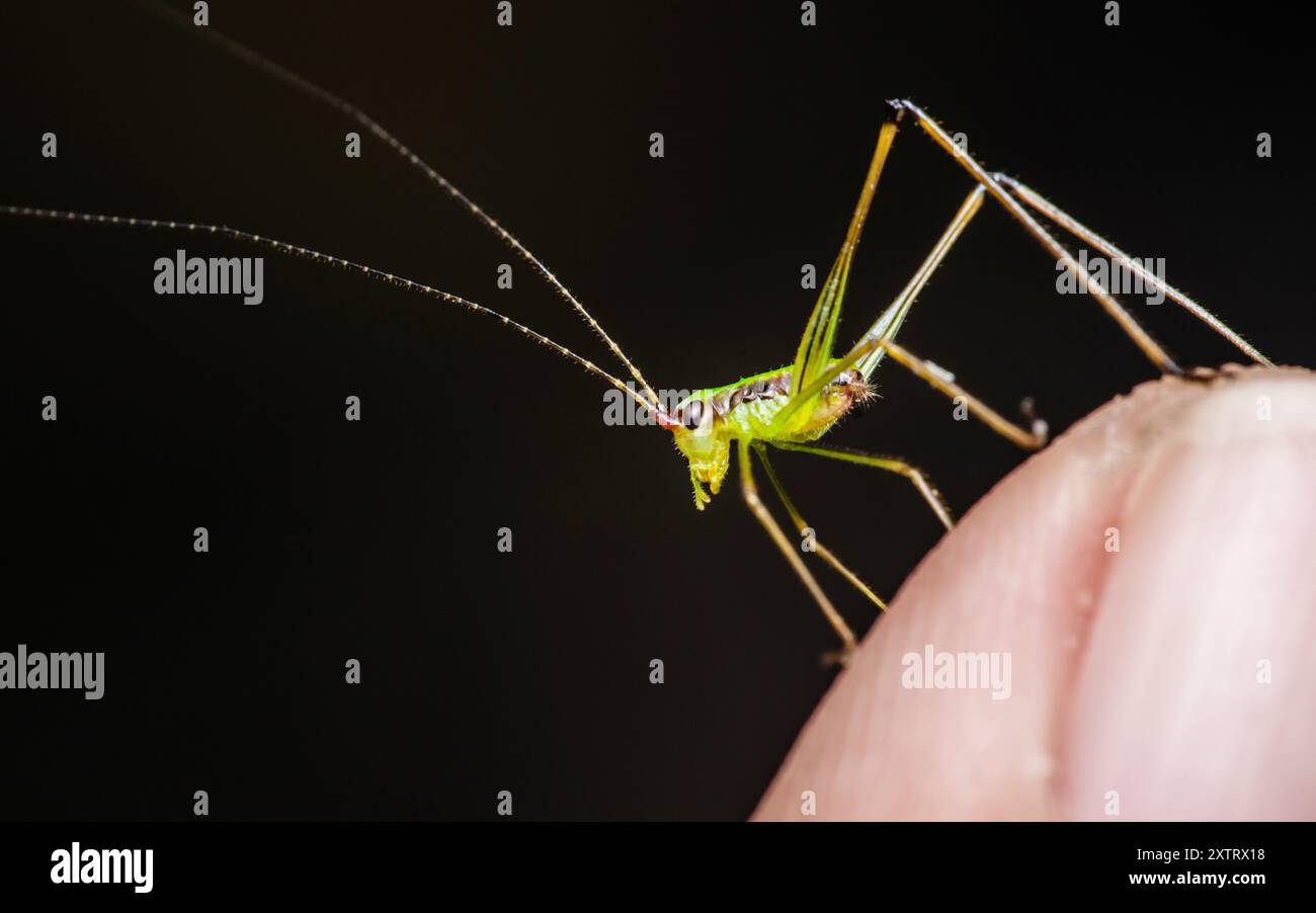 Macro close-up of a green cricket standing on human finger, showcasing its delicate features and the texture of the skin Stock Photo