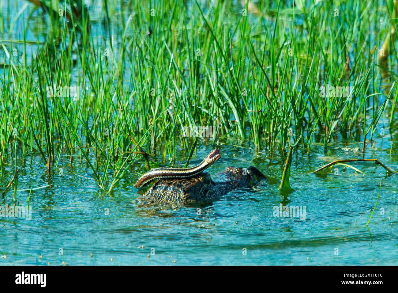 Snake battling an alligator for survival. Stock Photo