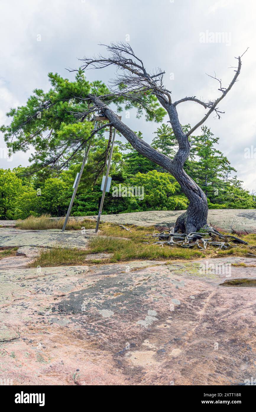 This iconic white pine estimated to be over 100 years old has been the symbol of Kilbear Provincial Park for decades.  Likely the most photographed tr Stock Photo