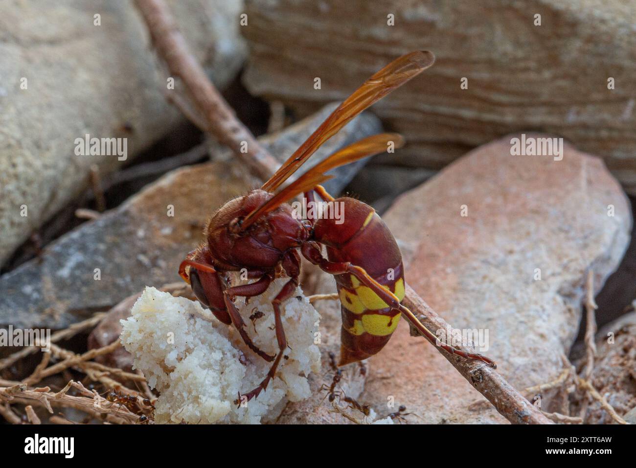 Oriental hornet with translucent wings is standing on a branch and eating a piece of bread Stock Photo