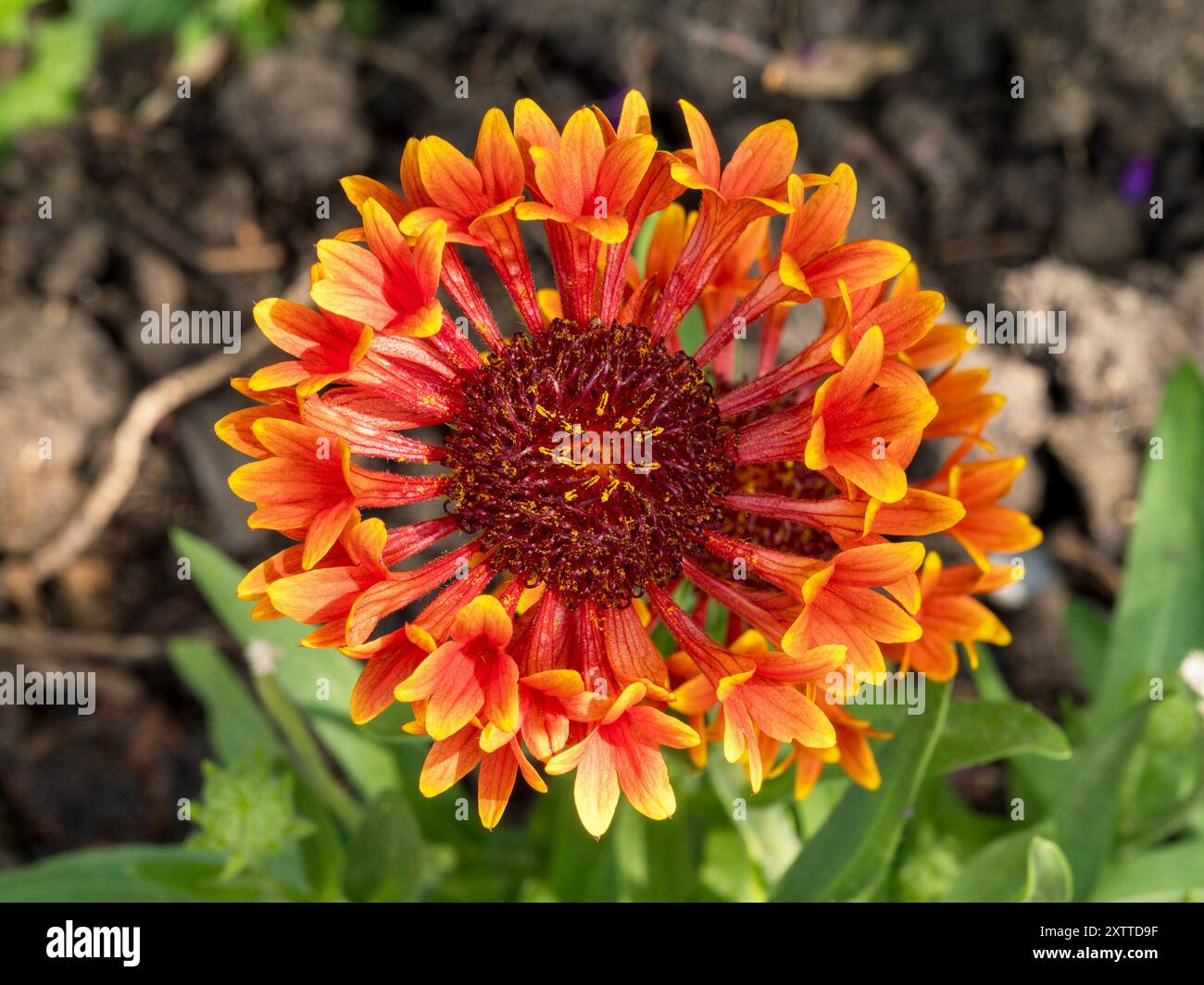 Yellow gaillardia grandiflora flowers hi res stock photography and images Alamy