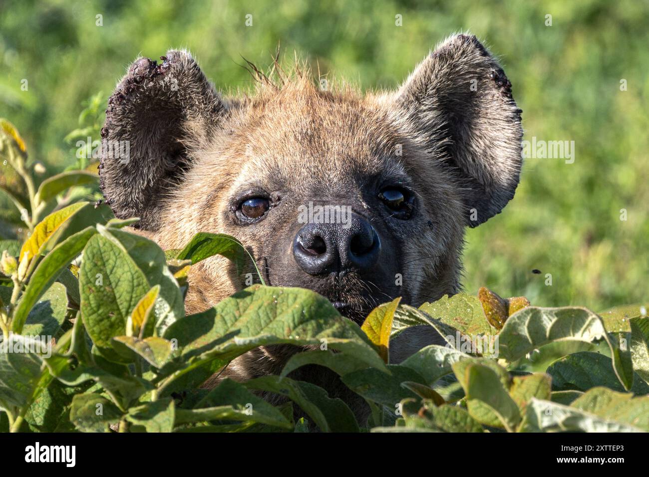 Spotted Hyena lying in wait, White-bearded Wildebeest, migration, Ndutu Plains, Serengeti National Park, Tanzania Stock Photo