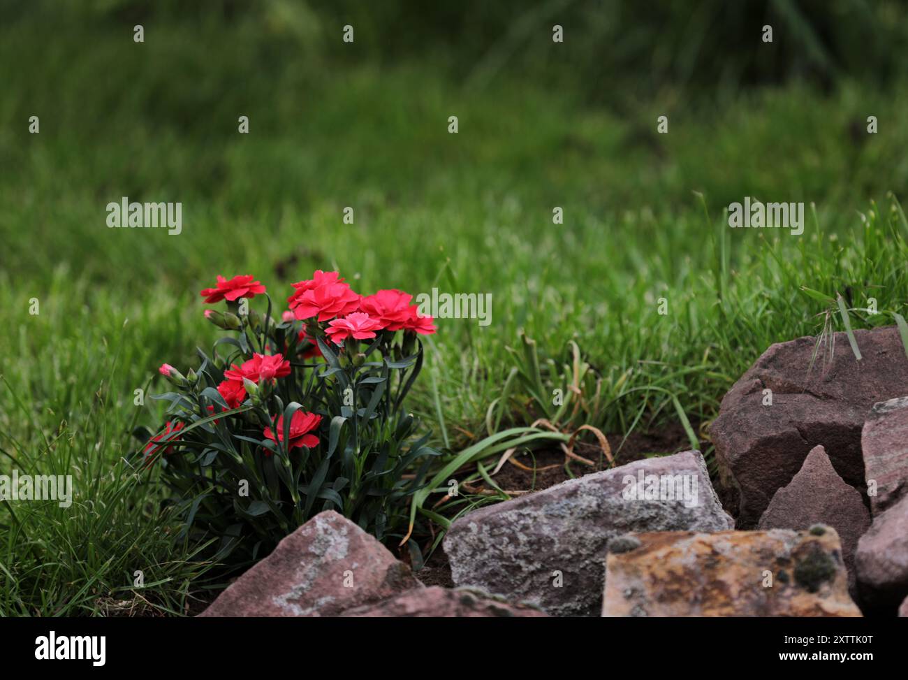Blooming carnation in a garden Stock Photo
