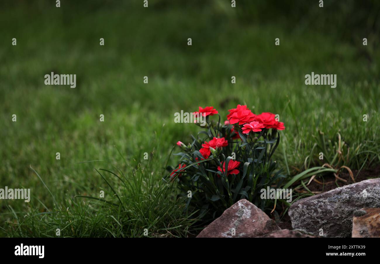 Blooming carnation in a garden Stock Photo