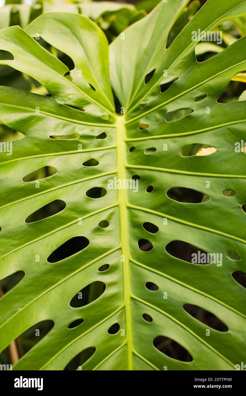Close-up of a green monstera leaf with natural holes in a tropic Stock  Photo - Alamy