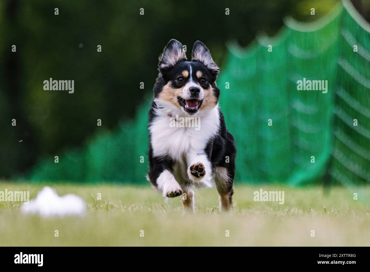 Miniature American Shepherd Mini Aussie Running Lure Course Dog Sport Stock Photo