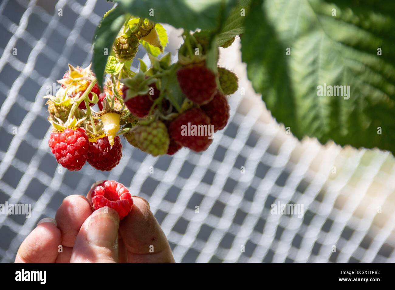 Hand holding freshly picked raspberry with more on the bush Stock Photo