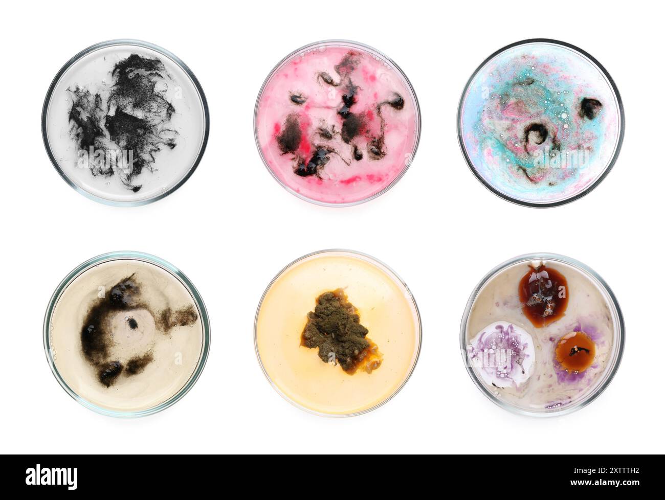 Set of Petri dishes with different bacteria colonies on white ...