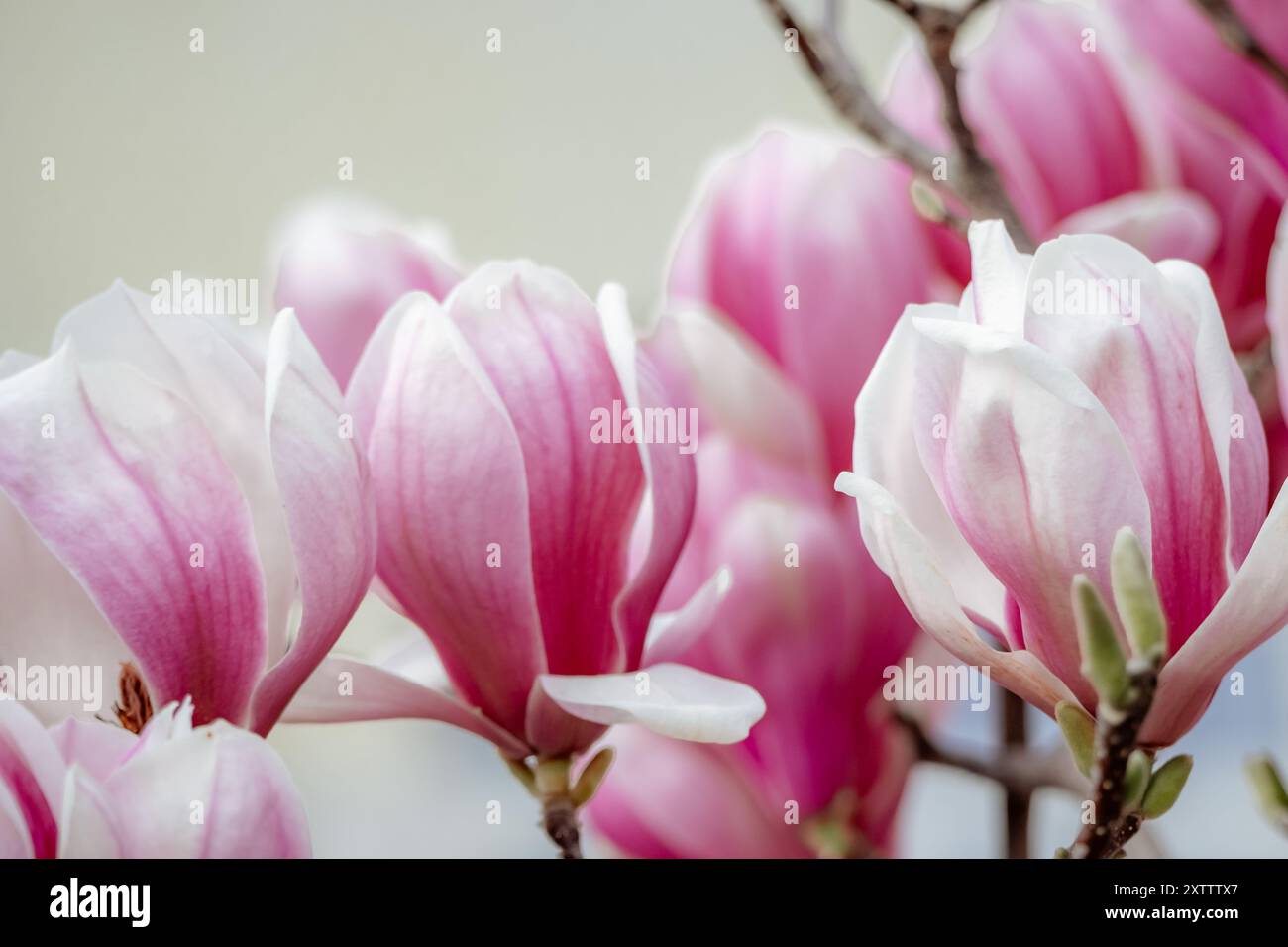 Magnolia Sulanjana flowers with petals in the spring season. beautiful ...