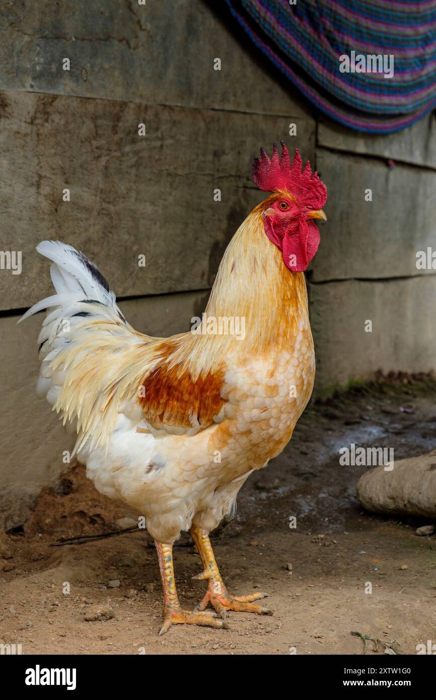 Guatemalan rooster, La Taña, Northern Transversal Strip, Quiché ...