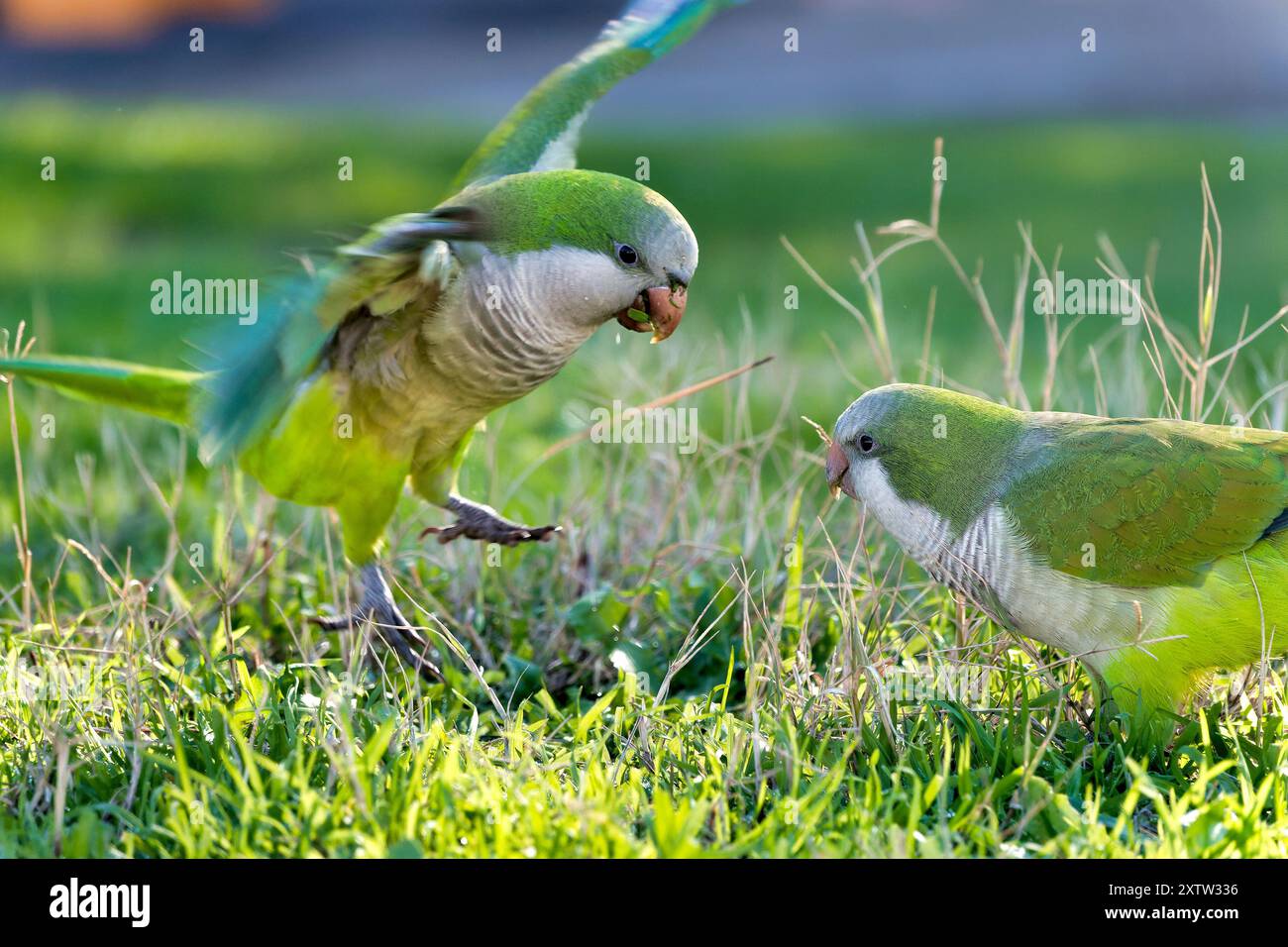 Roman Parakeets Quaker parrot hi-res stock photography and images - Alamy