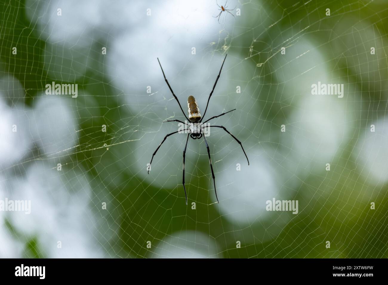 Spinne Stock Photo