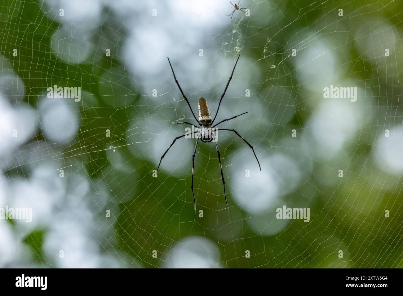 Spinne Stock Photo