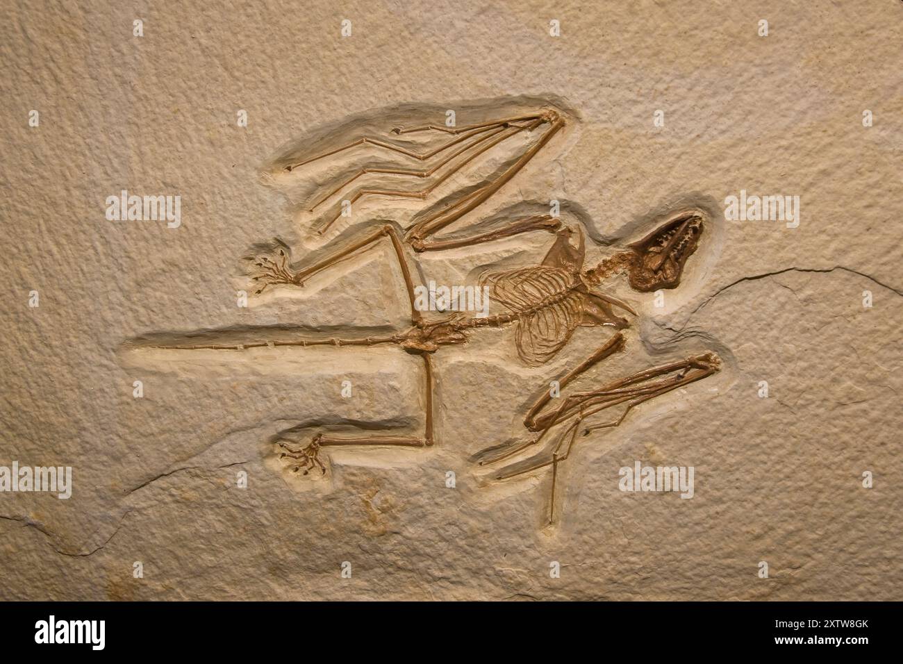 Fossil Bat, Onychonycteris finneyi, Wyoming. This 5.5 inch long bat is the most primitive bat known. Claws on each finger of its wings indicate it was Stock Photo