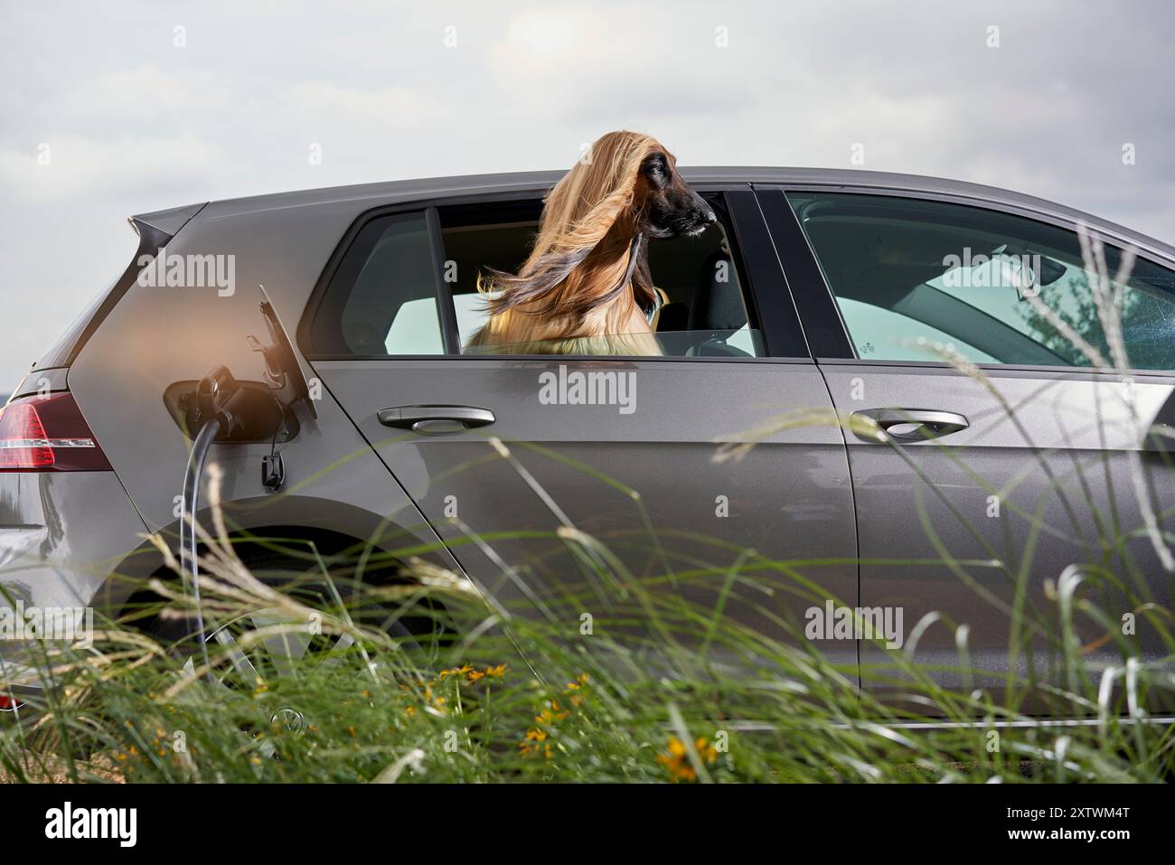 A dog with long blonde hair sitting in the driver's seat of a parked car, looking out of the slightly open window, with a cloudy sky in the background. Stock Photo