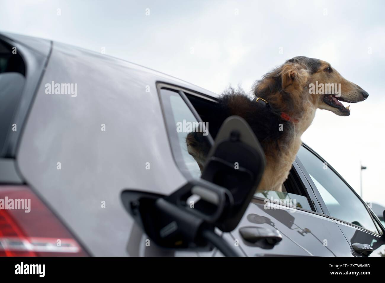 A brown and black dog looks out from the window of a silver car, its head above the door frame against a cloudy sky. Stock Photo