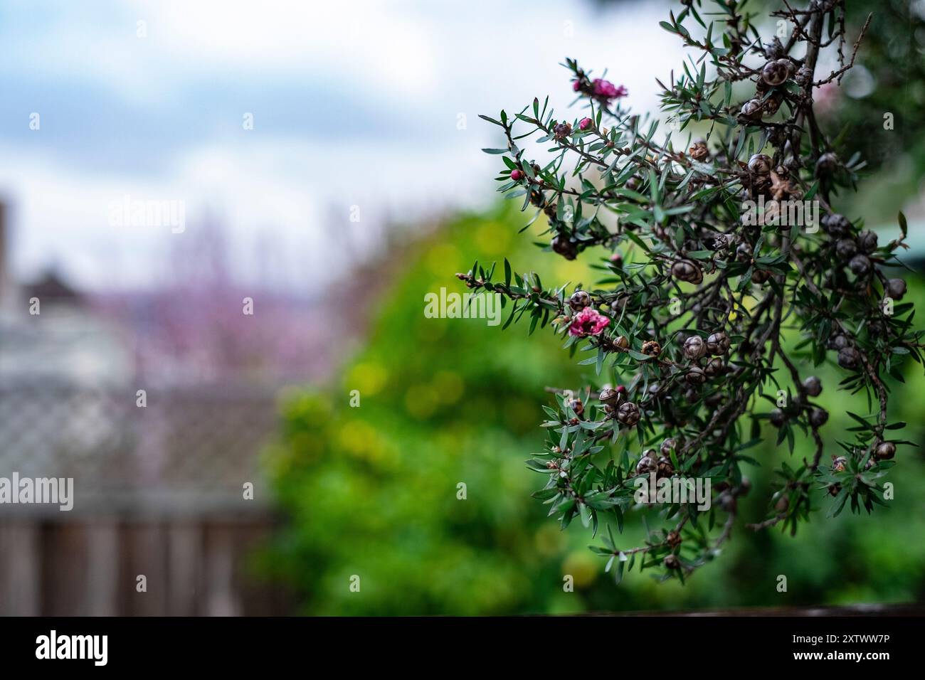 Close-up of a vibrant green shrub with delicate pink blossoms and tiny brown cones against a softly blurred garden background. Stock Photo