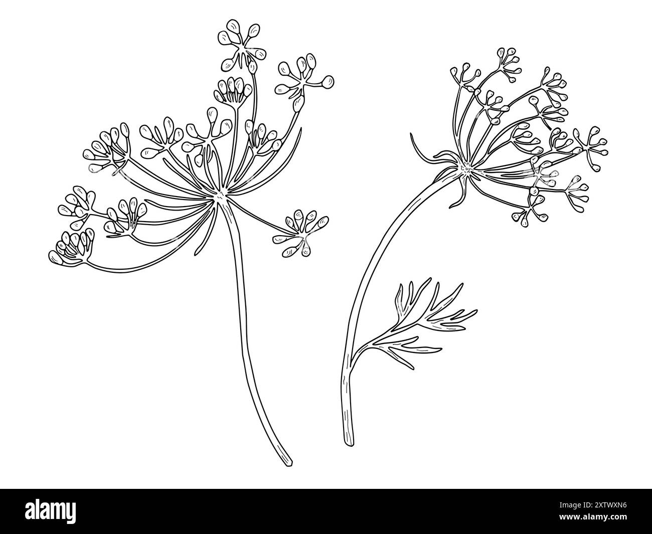 Vector illustration of umbrella plants, hemlock, dill. Hand-drawn ...