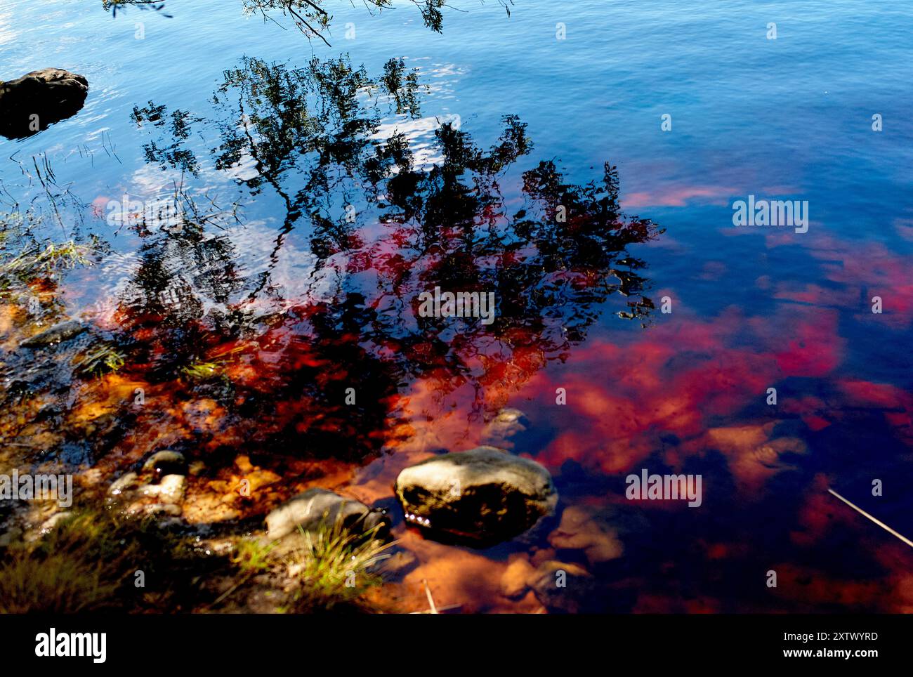 Blue lake with trees hi-res stock photography and images - Alamy