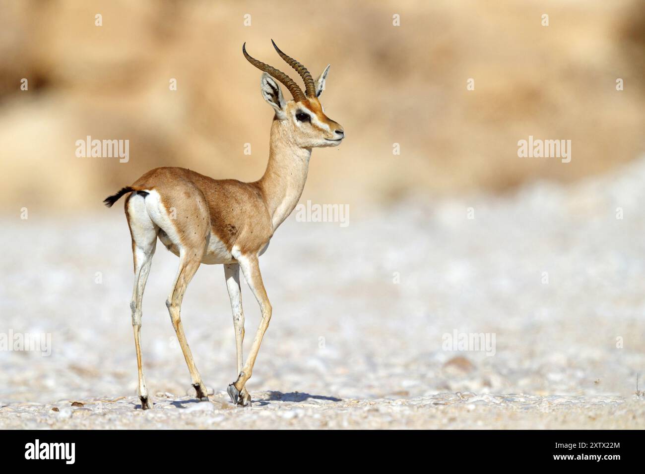 Gazelle arabic hi-res stock photography and images - Alamy