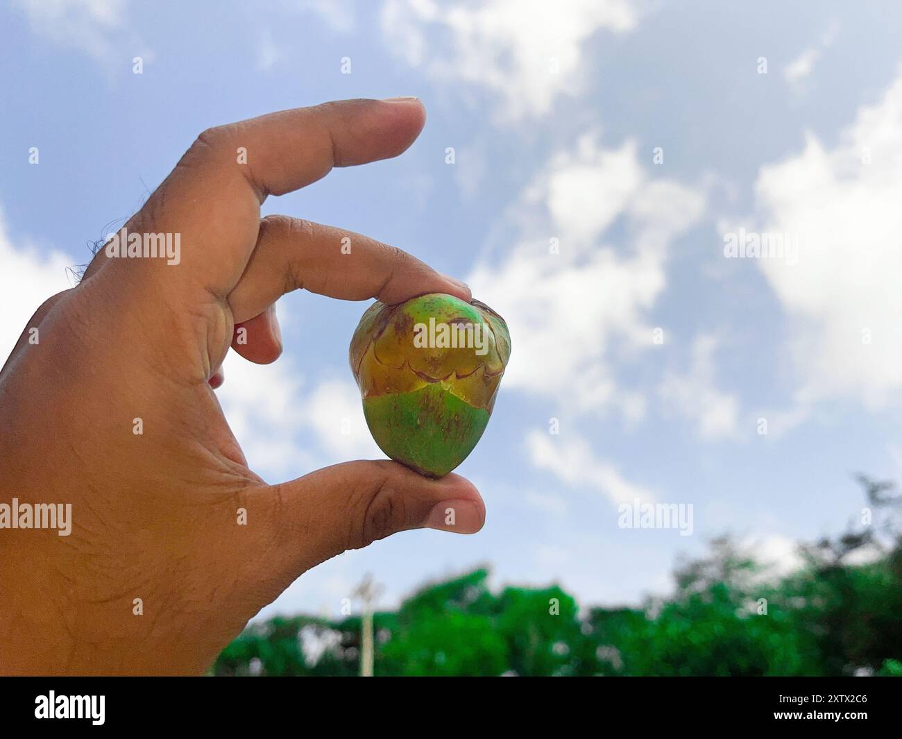 A hand holding a beluluk coconut green fruit. The fruit is small and has a green and yellow color. The sky is blue and there are some clouds in the sk Stock Photo