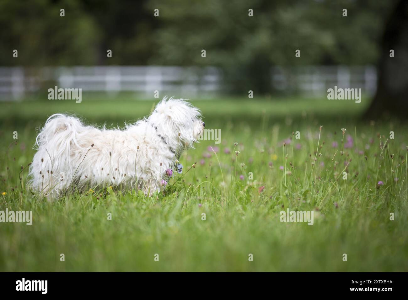 Small white dog stands tensely in a meadow and looks out of the picture ...