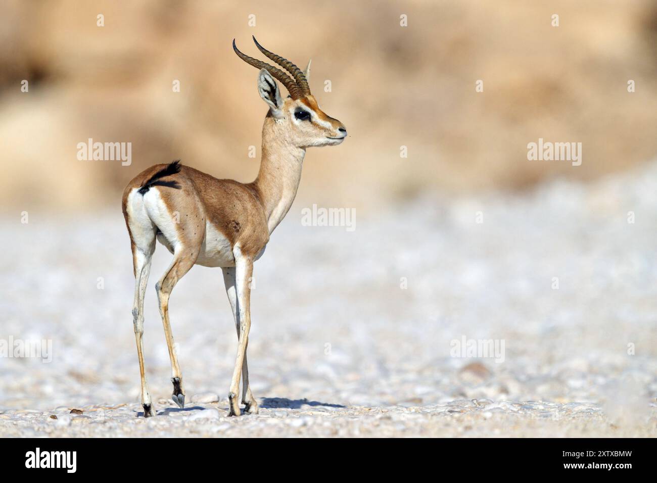 Arabian gazelle, (Gazella arabica), Mudday, Salalah, Dhofar, Oman, Asia Stock Photo