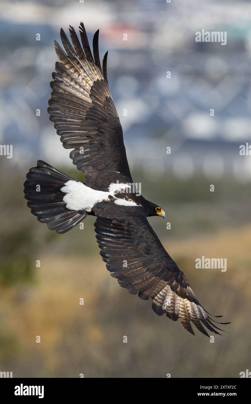 African Black Eagle (Aquila verreauxii), African Black Eagle, Verreaux's Eagle, Aigle de Verreaux, Langebaan Quarry, Langebaan, Western Cape, South Af Stock Photo