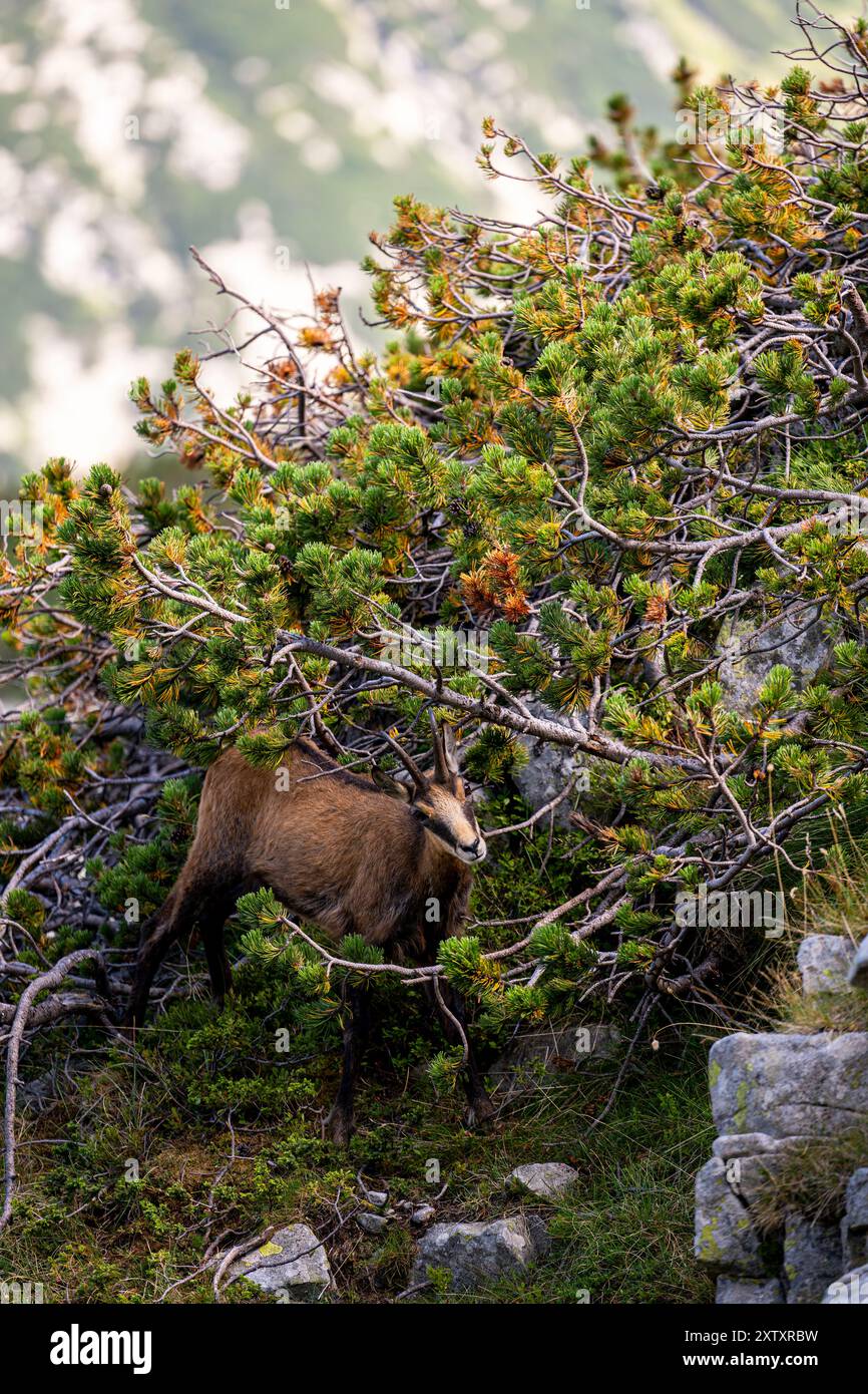 Balkan mountain species hi-res stock photography and images - Alamy