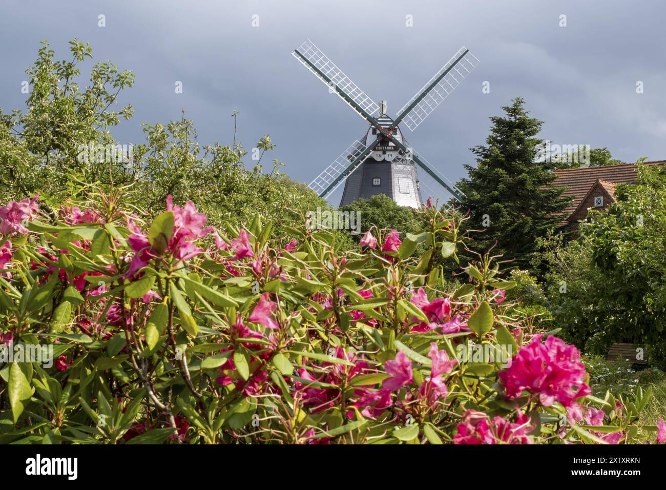 rhododendron und koniferen Rhododendron Roseum Elegans | 60-80 cm mit Wurzelballen