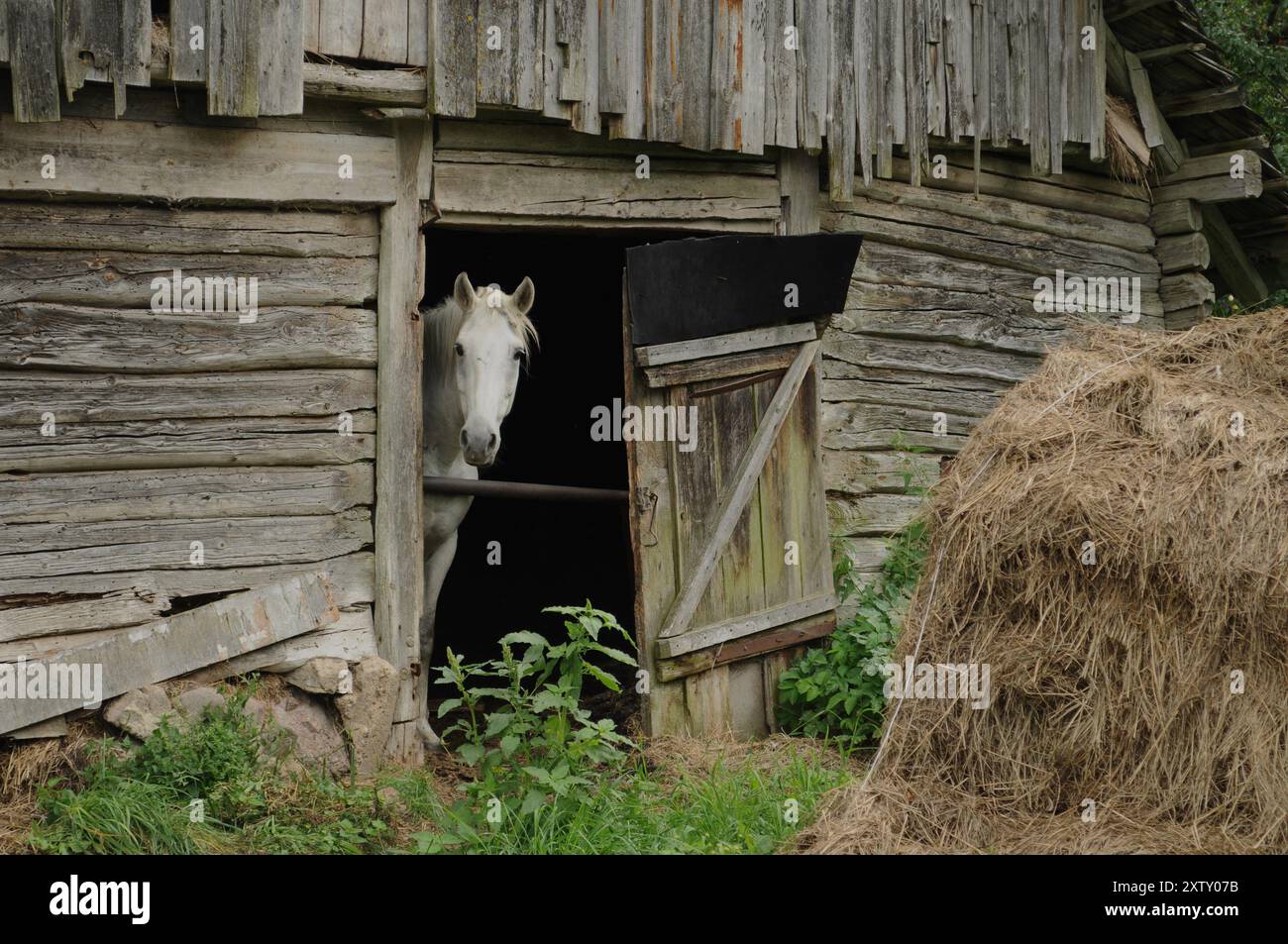 A lonely aging farm in the forest. Belarus Stock Photo