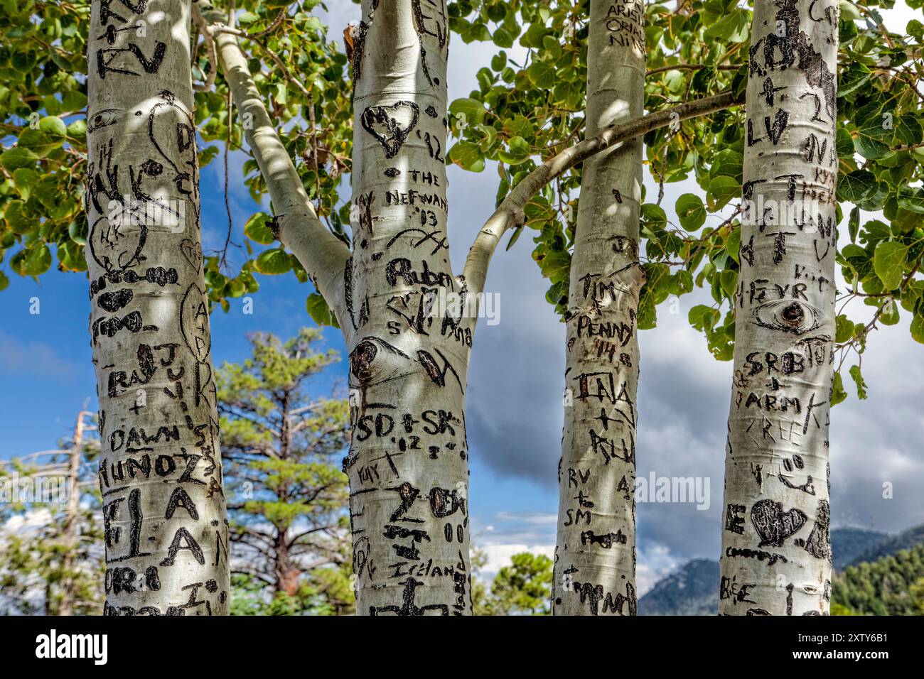 Graffiti Defacing Aspen Trees Stock Photo