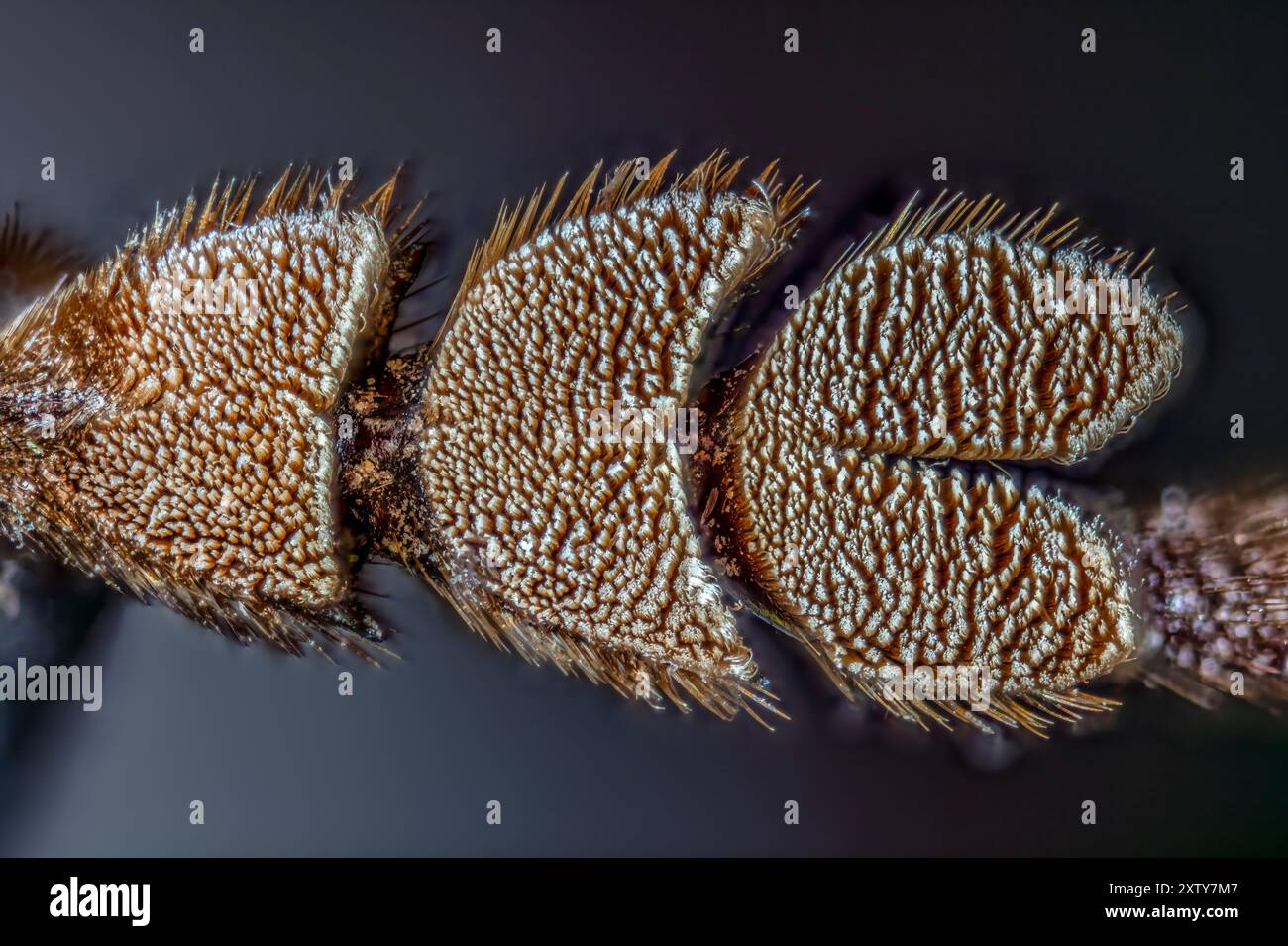 Palo Verde Root Borer Foot, also Palo Verde Beetle, Derobrachus geminatus & Derobrachus hovorei image is 1/8” long Stock Photo