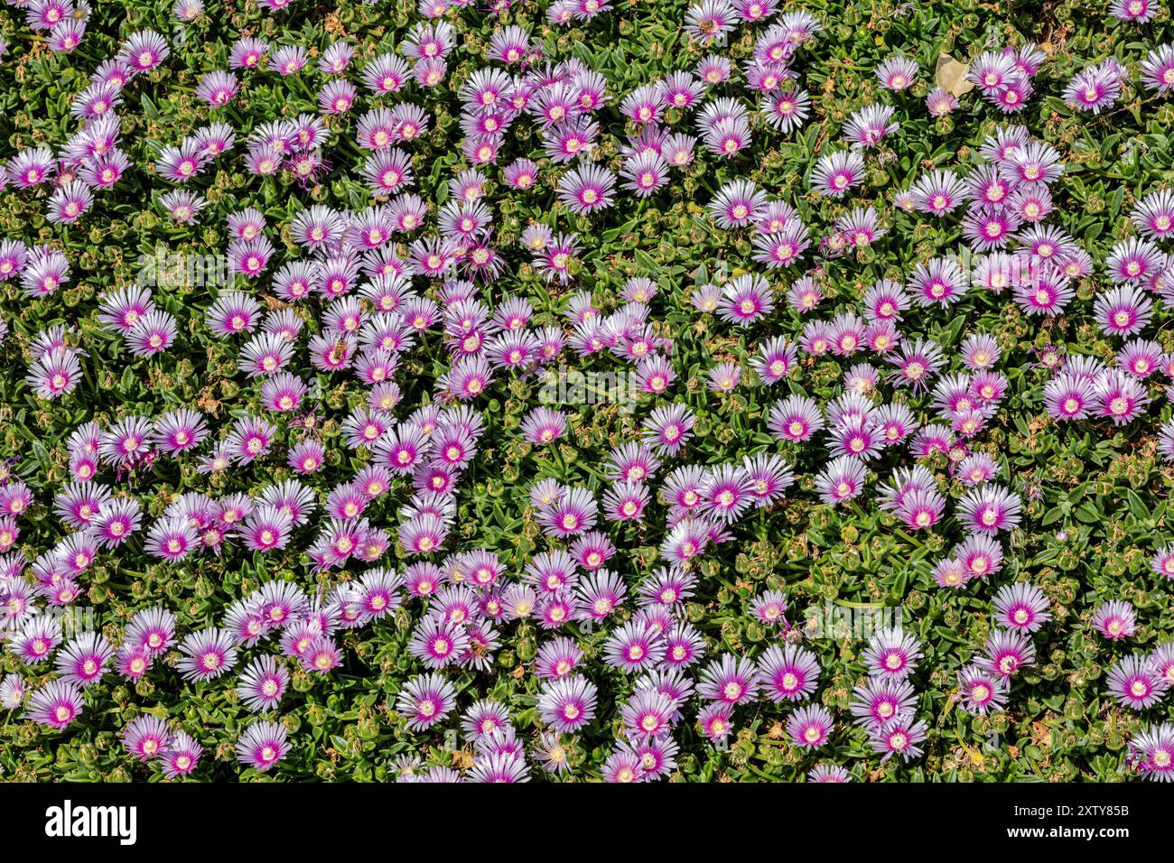 Flowering Succulent Drosanthemum floribundum, PurpleCarpet, also Stone Plants & Ice Plants -  Delosperma sp. Stock Photo