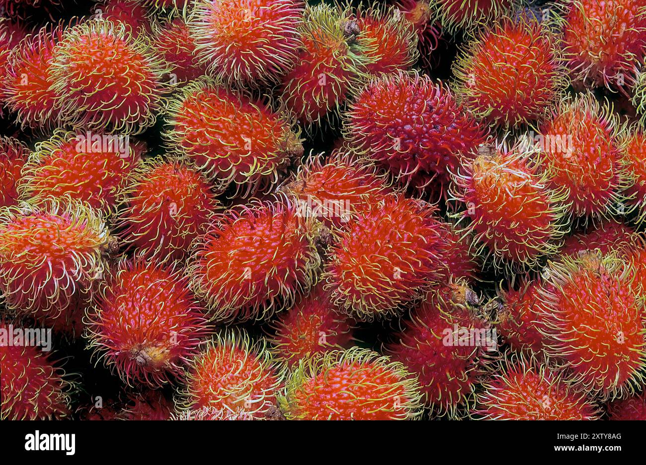 Rambutan trees hi-res stock photography and images - Alamy