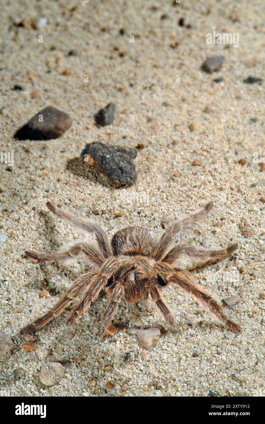 Chilean Rosehair Tarantula, Grammostola gala Stock Photo