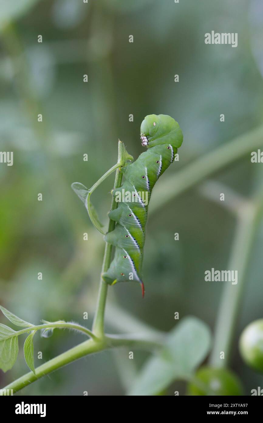 Tomato Hornworm caterpillar on a tomoto plant in garden Stock Photo - Alamy