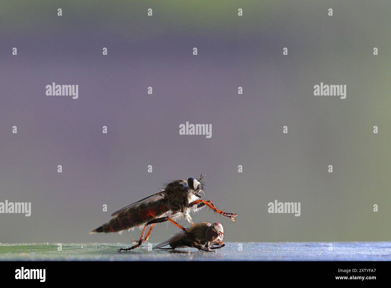 Attacking Flying Insect Robber fly eating insect hi-res stock photography and images - Alamy