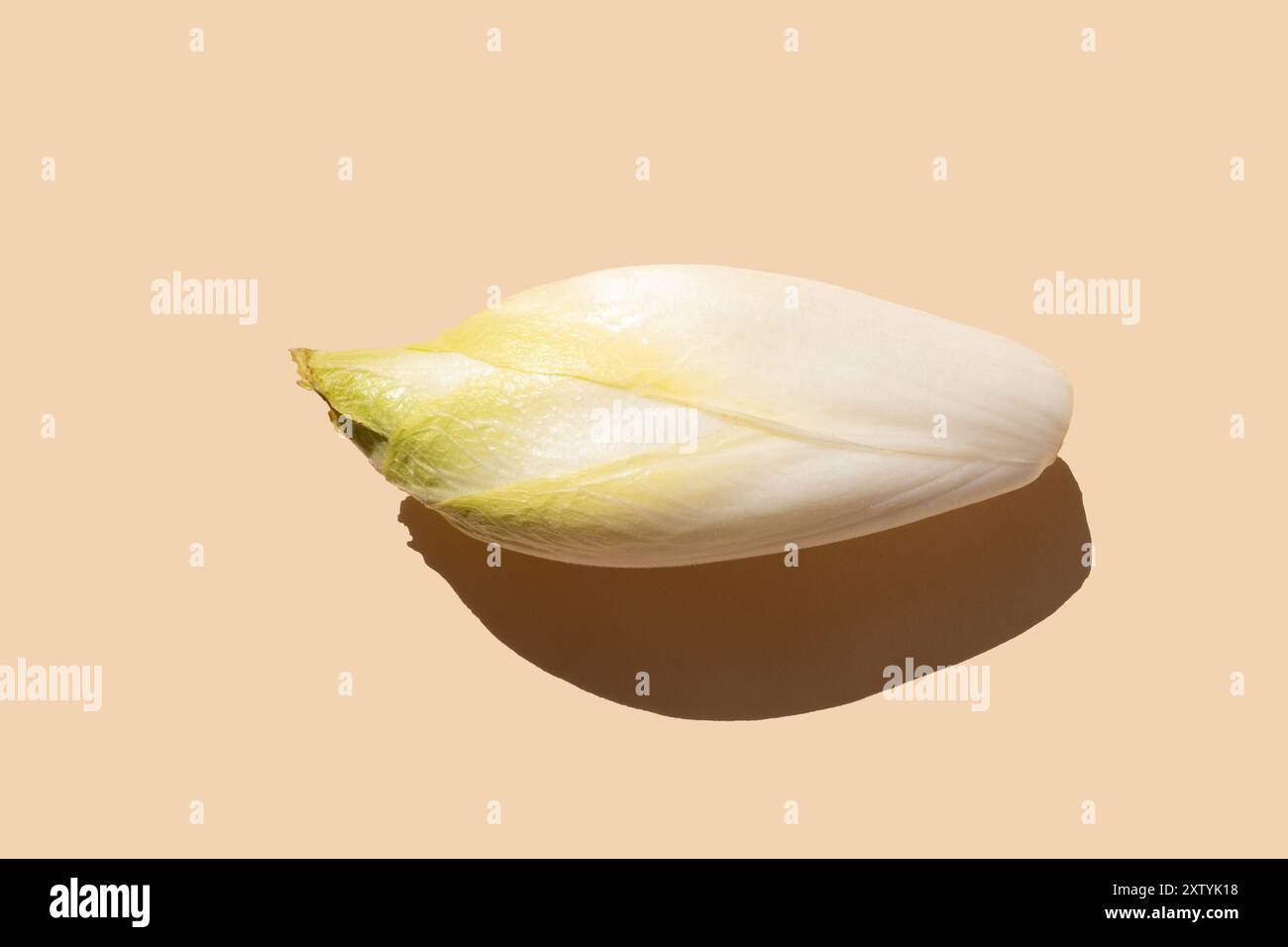 a close up of a white endive on a pale background, suitable for culinary, cooking, or healthy eating concepts, top view, direct sunlight hard shadows Stock Photo