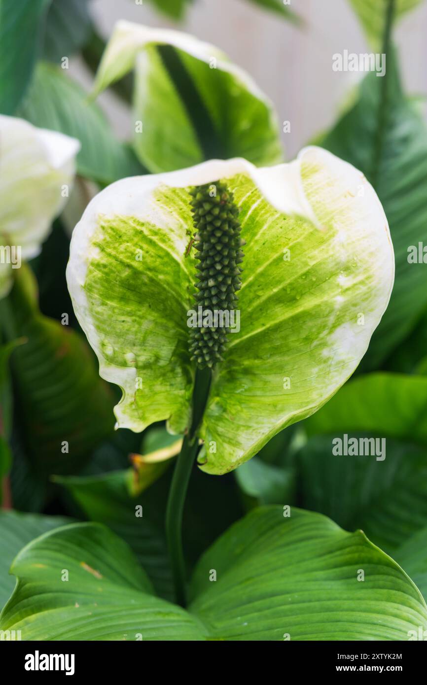 Close up of a anthurium peace lily in a greenhouse Stock Photo - Alamy