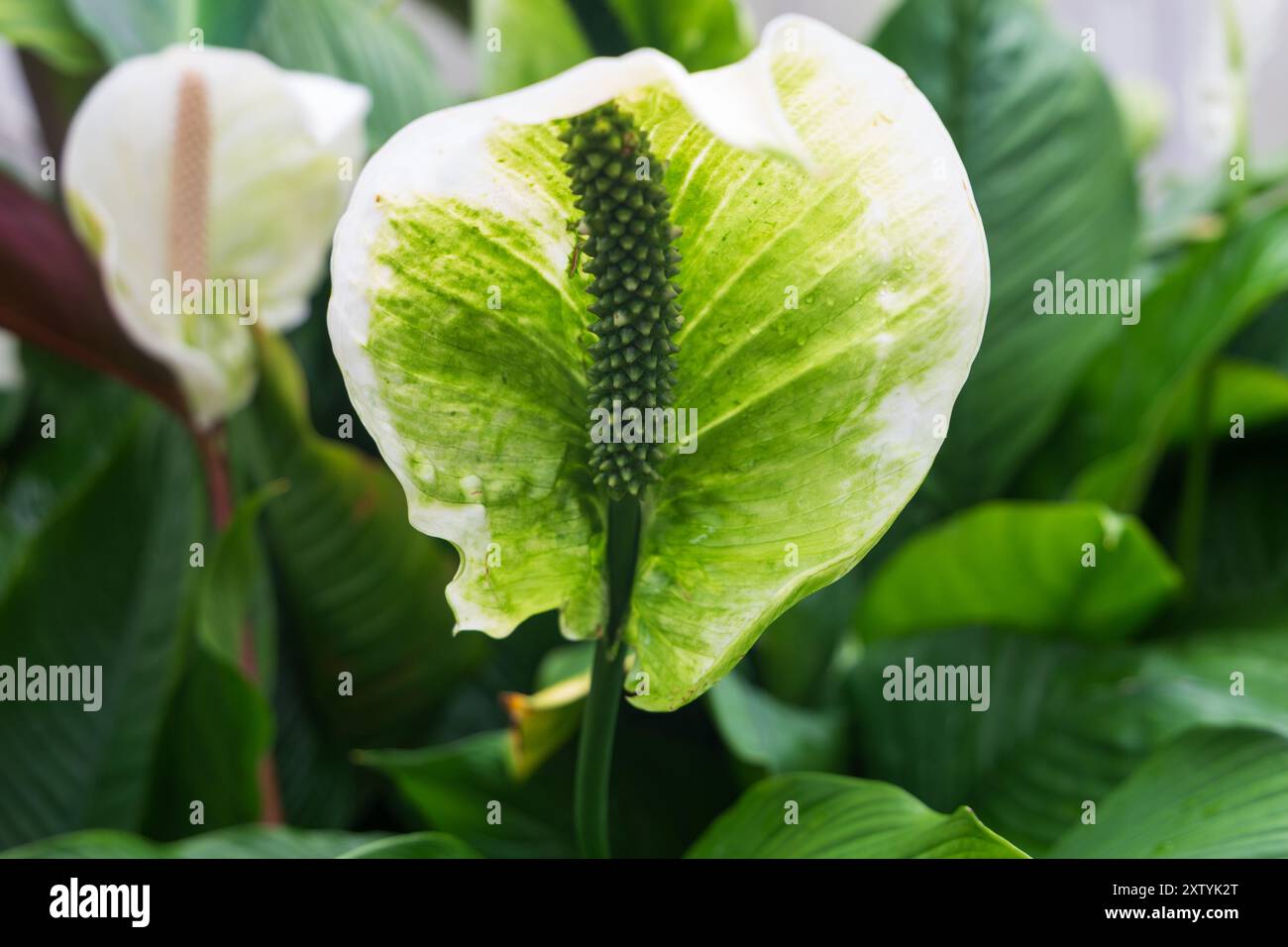 Close up of a anthurium peace lily in a greenhouse Stock Photo - Alamy