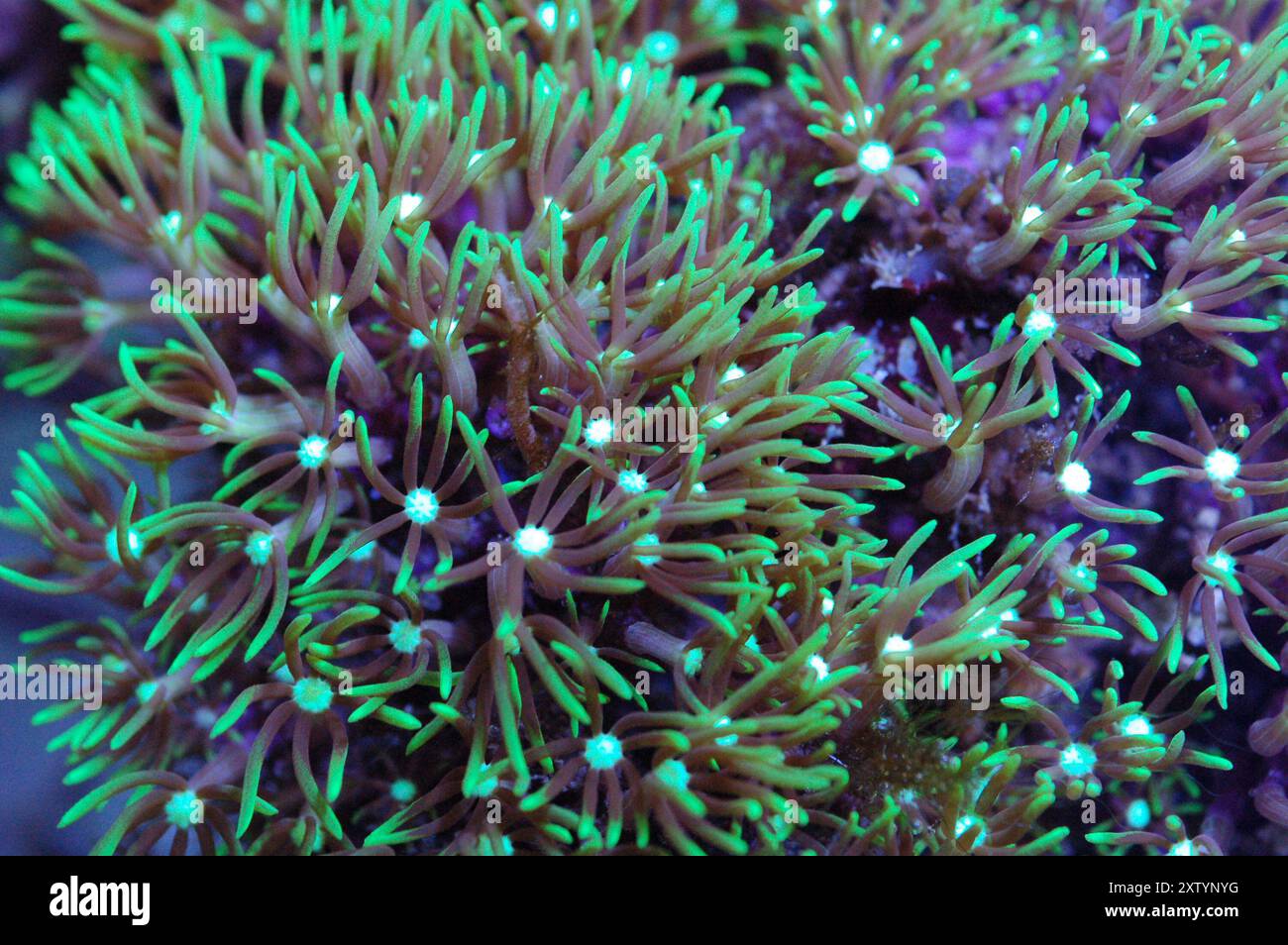 Green Star Polyps (Pachyclavularia violacea)