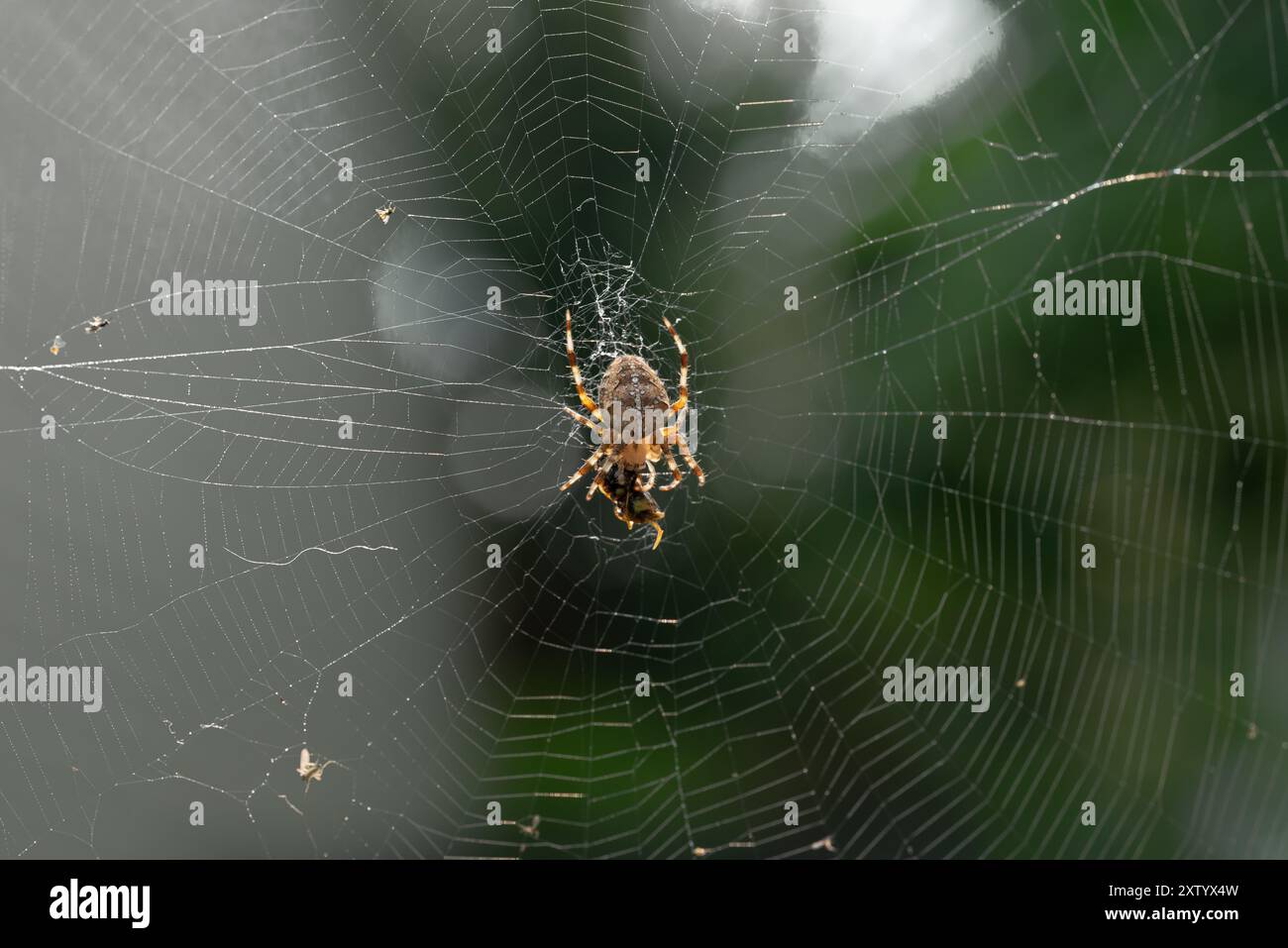 Adult female Araneus diadematus spider feeding on a wasp caught in a ...