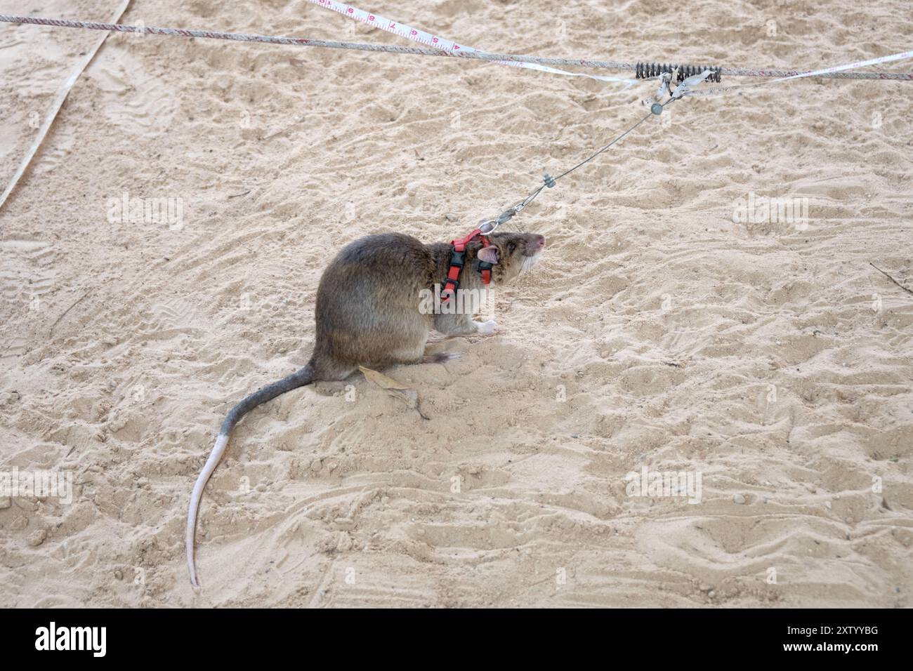 Giant African pouched rat explosive detection demonstration at Seam ...