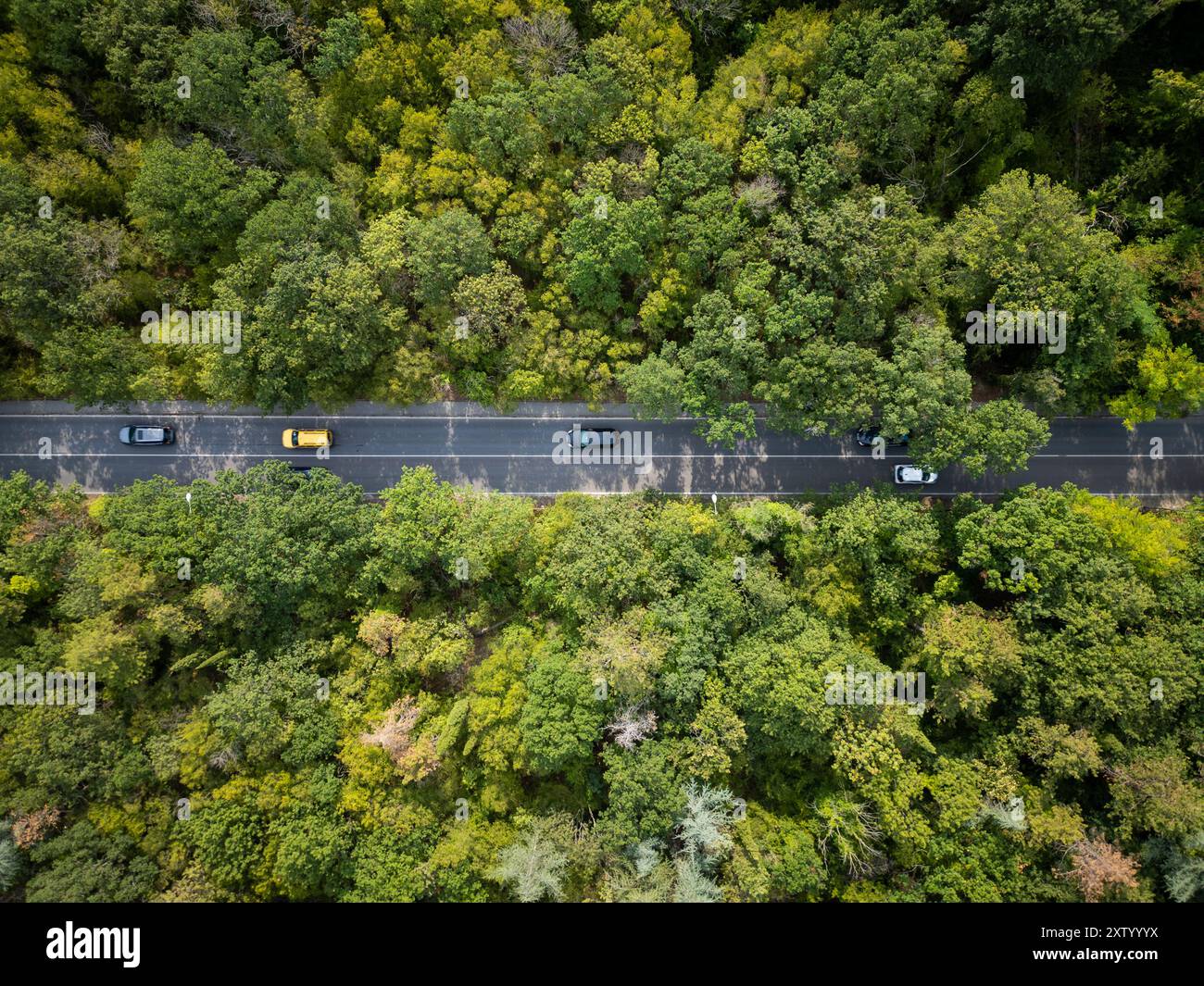 Drone video of a car driving through a winding road surrounded by dense ...