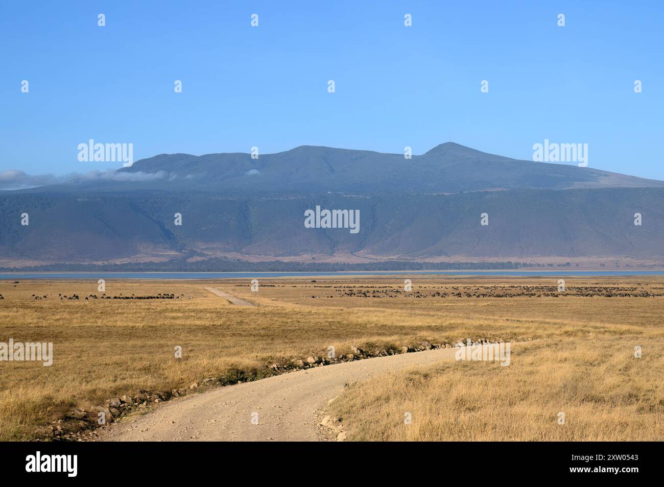 View of Lake Magadi, a salt lake in the Ngorongoro crater, Tanzania, showing herds of grazing wildebeest and zebra in the distance. Stock Photo