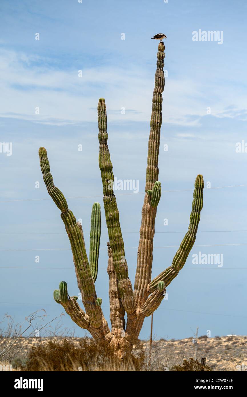 Tall Saguaro Cactus in Baja California with Osprey Sitting on Top Stock  Photo - Alamy