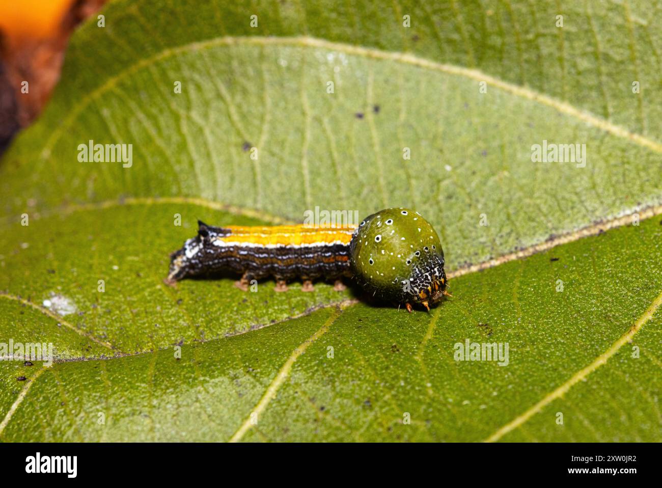 The caterpillar of the widely distributed Diamond Spot Twirler moth has ...