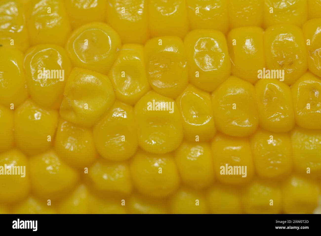 Corn field e hi-res stock photography and images - Alamy