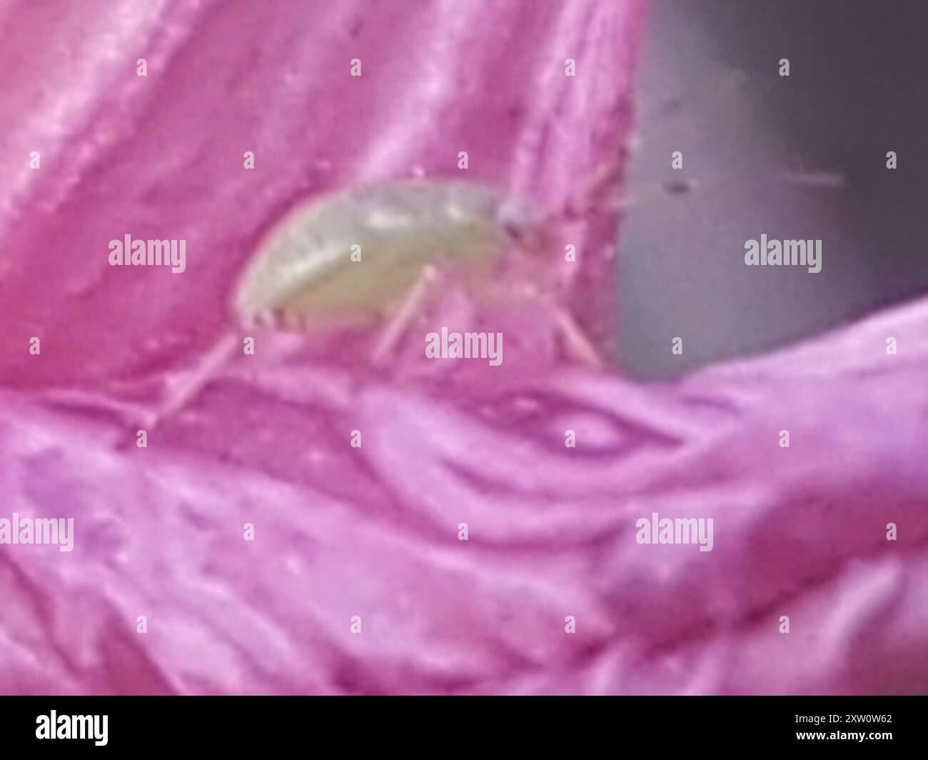 Plant Bugs (Miridae) Insecta Stock Photo - Alamy
